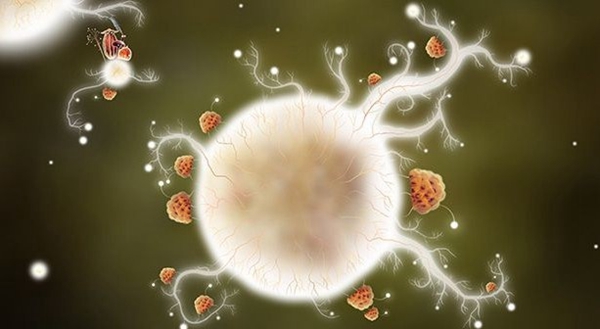 植物精灵安卓版下载|植物精灵 手机版v1.1.3 免费下载